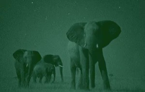 Elephants with Night Vision